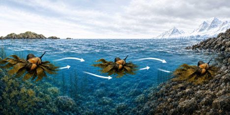 Caracoles habrían llegado a la Antártica sobre macroalgas, según estudio