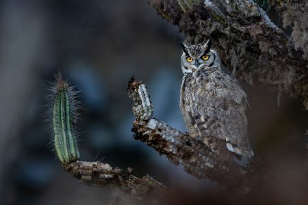 Chileno gana premio en concurso internacional de fotografía de aves