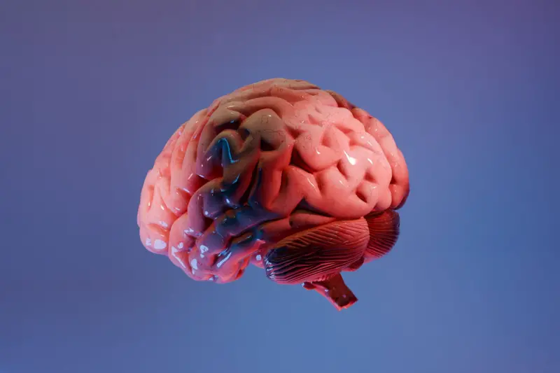 Aún no se sabe qué regiones del cerebro tienen un mayor papel en la pérdida de consciencia.