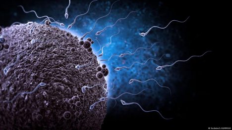 Imagen de un microscopio: espermatozoides viajan hacia un óvulo.