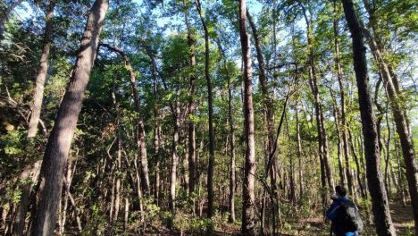 Satélites revelan que solo tres bosques permanecen intactos en la costa del Maule