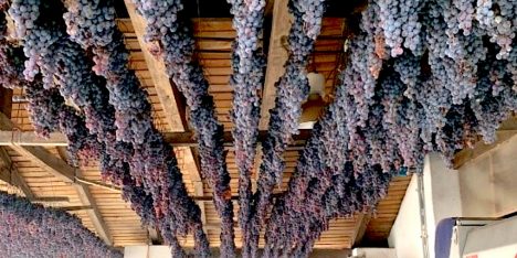 Cepa País: la uva chilena que creó un vino de lujo y hoy busca recuperar su lugar en la industria