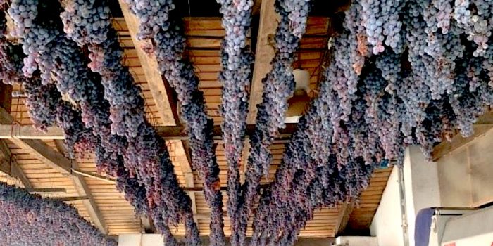 Cepa País: la uva chilena que creó un vino de lujo y hoy busca recuperar su lugar en la industria