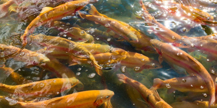 Científicos chilenos avanzan en vacuna contra bacteria que causa alta mortalidad en salmones