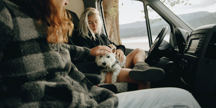 Viajar con mascotas en Fiestas Patrias: veterinario entrega recomendaciones para evitar riesgos