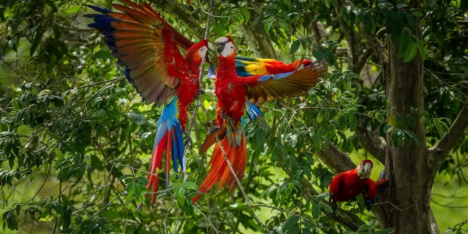 Por qué las guacamayas rojas dejan morir a sus crías y cómo una científica peruana intenta salvarlas