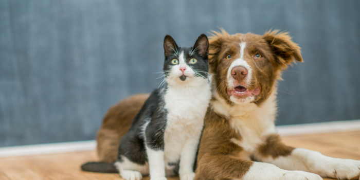 Perros y gatos no envejecen igual