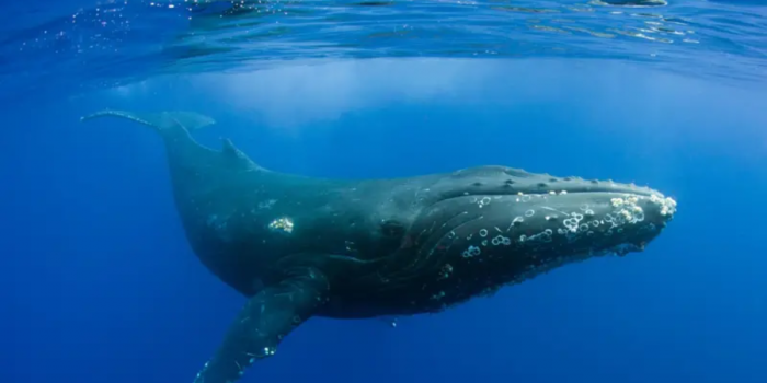 "Nadie había escuchado nada parecido": el momento en que el mundo descubrió que las ballenas cantan