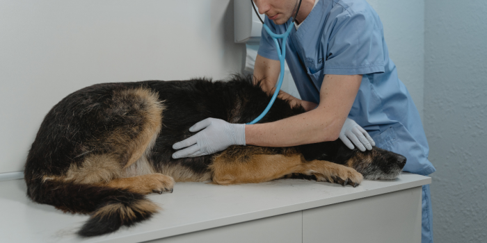 Aumento de casos de distemper en perros activa alerta de veterinarios en distintas regiones de Chile