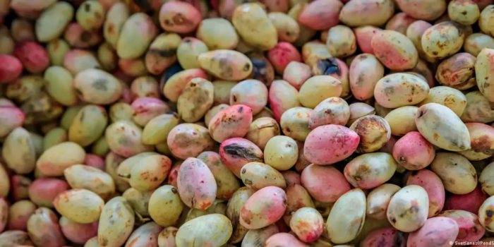 El cultivo del pistacho, en crisis en Estados Unidos e Irán