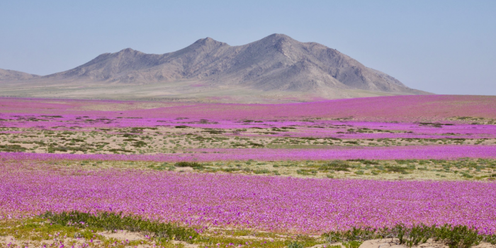 Más de 200 especies podrían florecer en un Desierto Florido que promete ser histórico