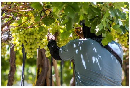 Innovación biotecnológica chilena redujo en 71% la pudrición de fruta en envíos de exportación