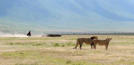 Diez leones mueren en reserva natural de Tanzania: investigan envenenamiento