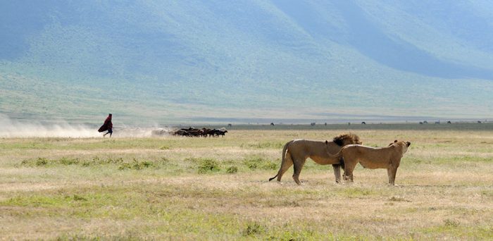 Diez leones mueren en reserva natural de Tanzania: investigan envenenamiento