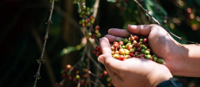 El futuro del café también depende del clima