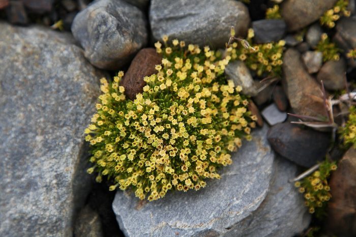Las dos únicas plantas con flores de Antártica revelan estrategias para sobrevivir a calentamiento