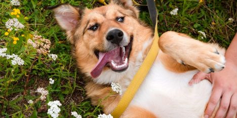 Mascotas en Fiestas Patrias: alimentos que deben mantenerse fuera de su alcance