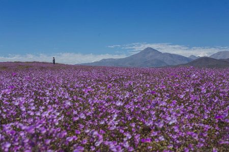 Polémica por fiesta electrónica: advierten sobre efectos del ruido en el Desierto Florido