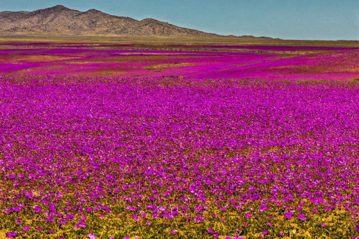 Desierto Florido 2026: la temporada que llevará nuevamente las miradas hacia Atacama