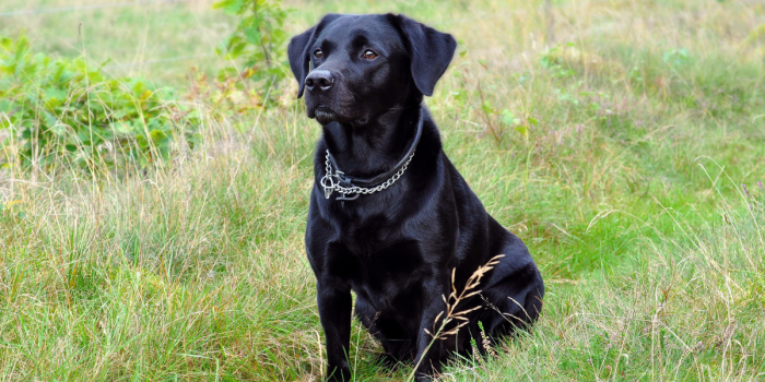 Día del Perro Negro: la fecha que busca derribar prejuicios y promover la adopción