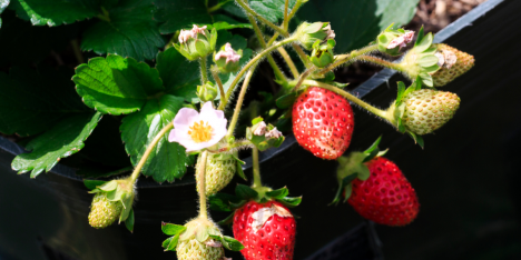 Floración en riesgo: lluvias y vientos podrían afectar la producción de frutales
