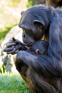 ¿Y si la cultura no fuera solo humana?