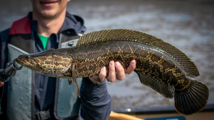 Ambas especies prohibidas: encontraron pez cabeza de serpiente y tortugas mordedoras en mall chino
