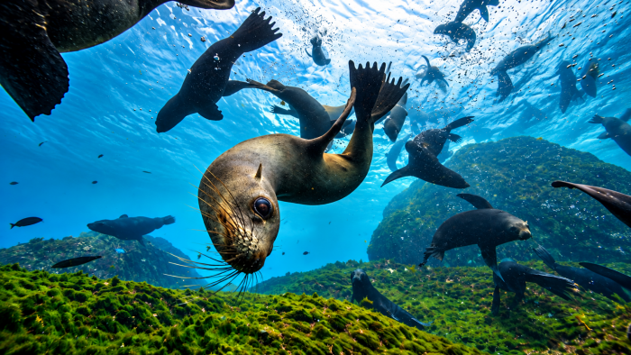 El océano que Chile puso en pausa (II): la comunidad que decidió proteger para seguir pescando