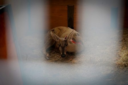 "Aguantó mucho con todo lo que recibió": huemul murió por ataque de perros sin supervisión en Aysén