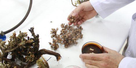 Usan defensas de plantas nativas para proteger alimentos y cultivos agrícolas de plagas