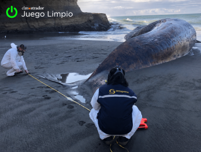 El sonar ciudadano para vigilar la fauna marina