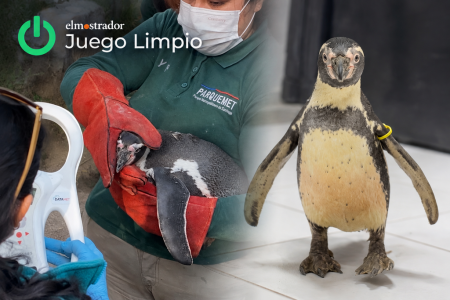 Nueve pingüinos mueren bajo el cuidado del Zoológico Nacional