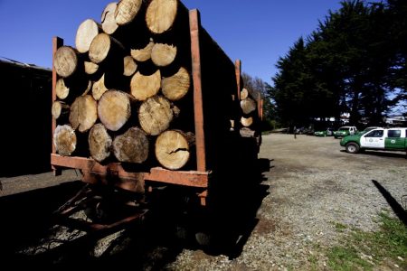 Los Ríos concentra el 40% de las investigaciones por robo de madera
