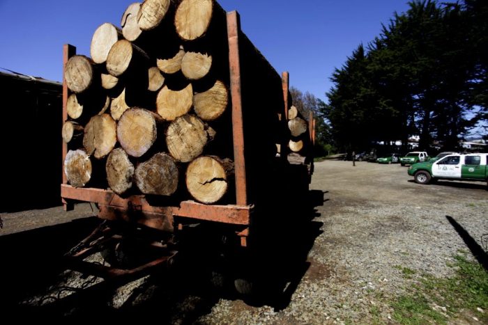 Los Ríos concentra el 40% de las investigaciones por robo de madera