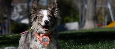 Vacunación contra la rabia: estos son los puntos para perros y gatos esta semana