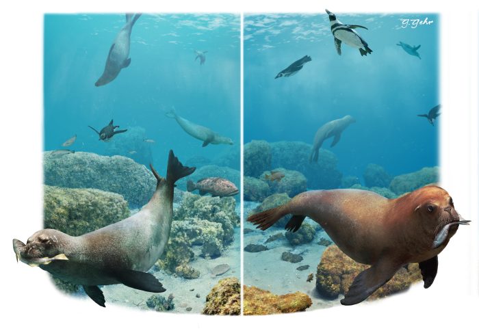 Estudio sobre dieta de foca fósil de nueve millones de años  aporta nuevas claves sobre su evolución