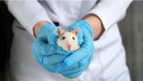 Un ratón con un cerebro parcialmente humano