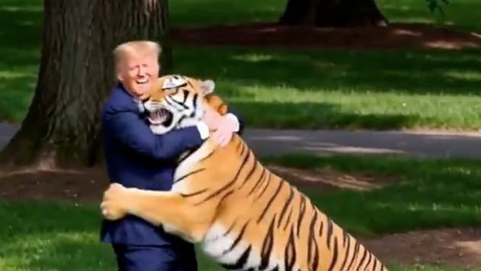 Donald Trump publicó un video parodia con IA peleando y domesticando al tigre que atacó a joven