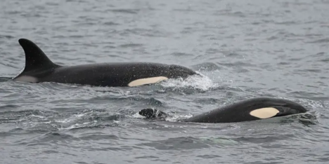 Orcas vs. tiburones blancos: la sangrienta batalla que desconcierta a los científicos