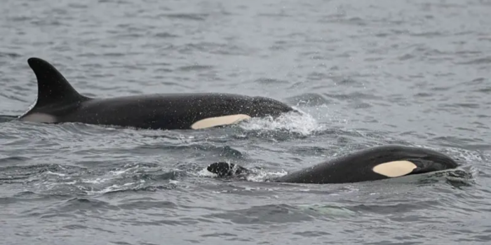 Orcas vs. tiburones blancos: la sangrienta batalla que desconcierta a los científicos