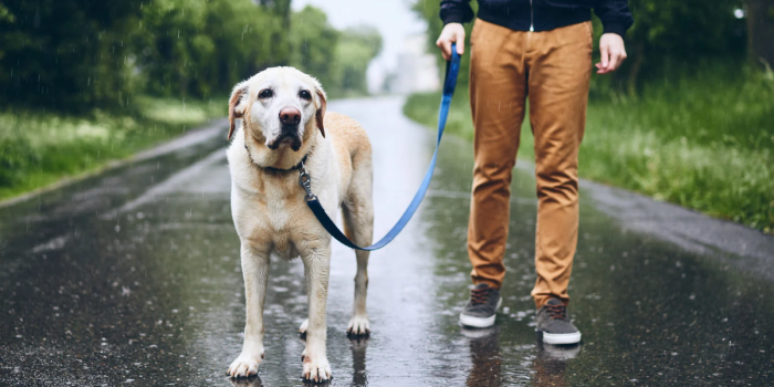 Lluvia y mascotas: cómo reemplazar los paseos y cuidar el bienestar de los perros en casa