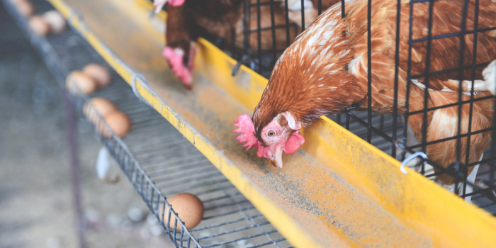 Nueve de cada diez grandes empresas alimentarias muestran avances limitados en bienestar animal