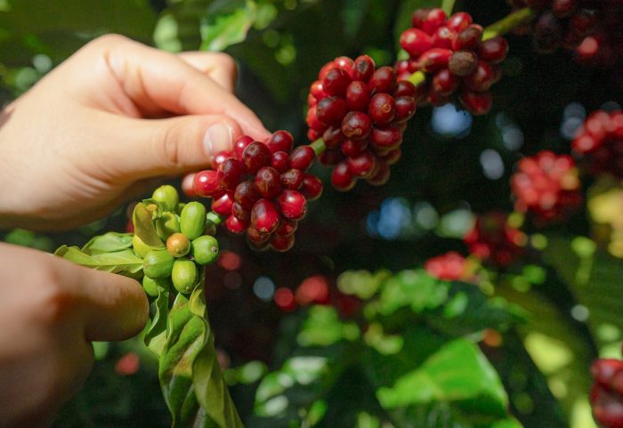 Del cultivo a la taza: cómo cambia la producción de café frente al cambio climático