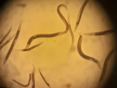 Nematodos: los pequeños habitantes del suelo que cumplen un rol clave en los ecosistemas