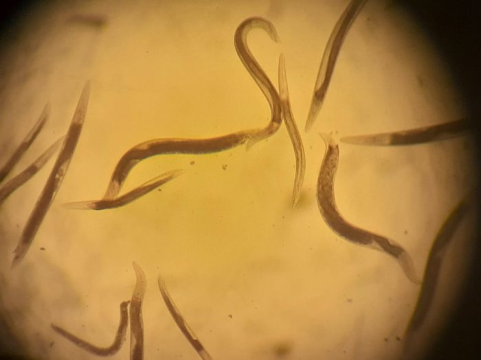 Nematodos: los pequeños habitantes del suelo que cumplen un rol clave en los ecosistemas