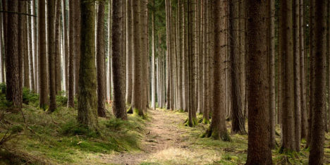 Los bosques frente a un futuro incierto: más tecnología, nuevas preguntas