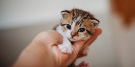 Alimentación felina: qué necesita un gato durante su primer año de vida