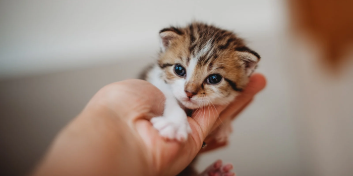 Alimentación felina: qué necesita un gato durante su primer año de vida