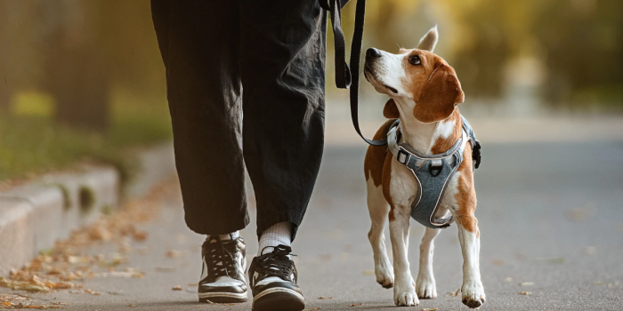 Paseo con perros: cómo enriquecer la caminata y mejorar su bienestar