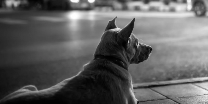 Presupuesto 2027: alertan por menos recursos para Programa de Tenencia Responsable de Animales